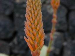 La_Palma_Lanzarote_2003-2004-022